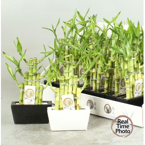 DRA LUCKY BAMBOO