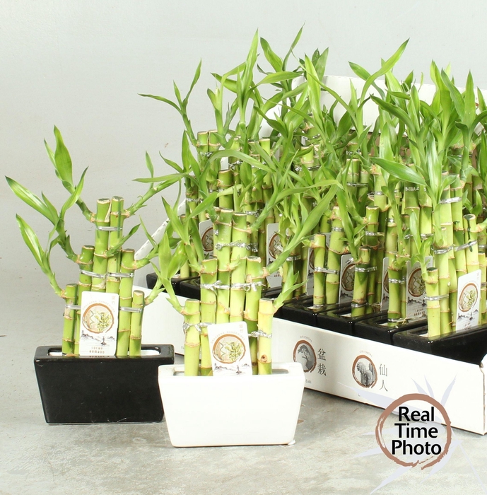 <h4>DRA LUCKY BAMBOO</h4>
