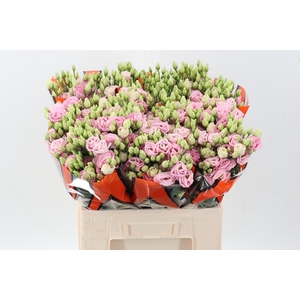 Eus G Rosi Bright Pi