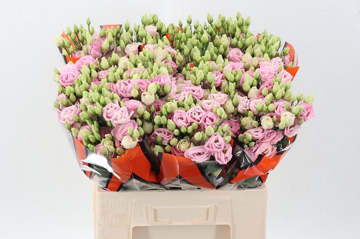 <h4>Eus G Rosi Bright Pi</h4>