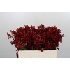 Kangaroo Paw Red Gem