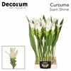 Curcuma alism. 'Siam Shine'