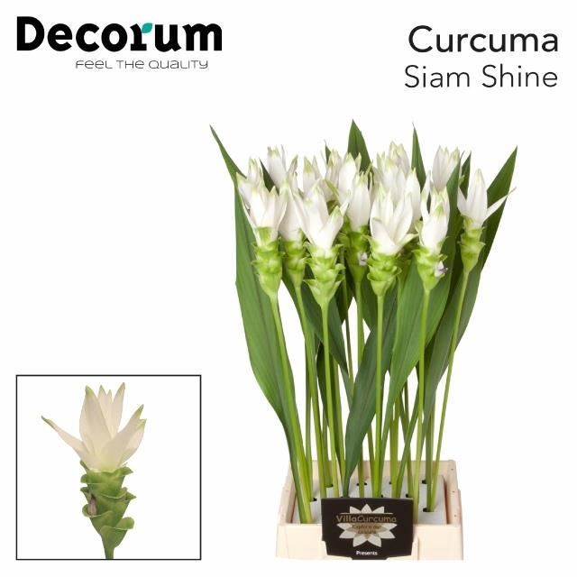 Curcuma alism. 'Siam Shine'