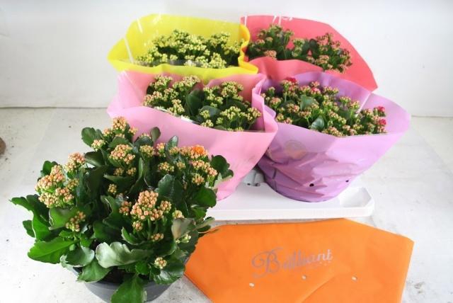 <h4>KAL GE GEM 5 KL</h4>