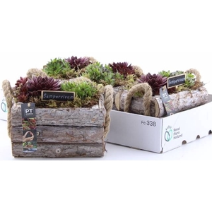 ARR SEMPERVIVUM