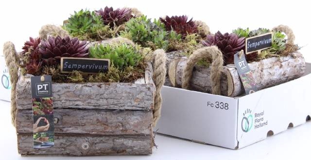 <h4>ARR SEMPERVIVUM</h4>