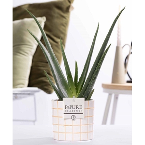 Aloe Vera in P&PURE Tirza ceramics
