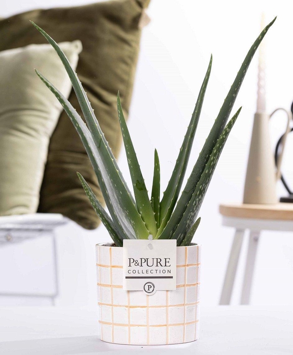 <h4>Aloe Vera in P&PURE Tirza ceramics</h4>