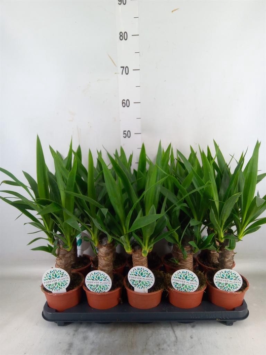 <h4>Yucca   ...</h4>