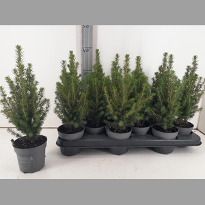 PICEA GL PERFECTA