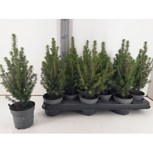 PICEA GL PERFECTA P10