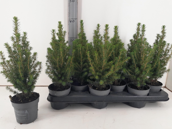 <h4>PICEA GL PERFECTA</h4>
