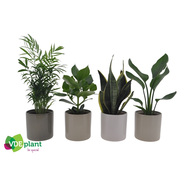 <h4>Easy Care mix in Havana mix 12cm</h4>