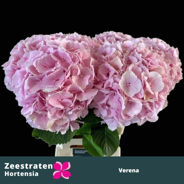 <h4>HYDR M CH VERENA</h4>