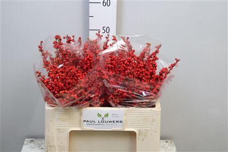 <h4>Ilex Ve Rode Bes</h4>