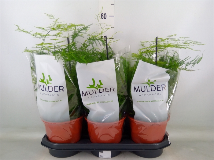 <h4>Asparagus setaceus</h4>