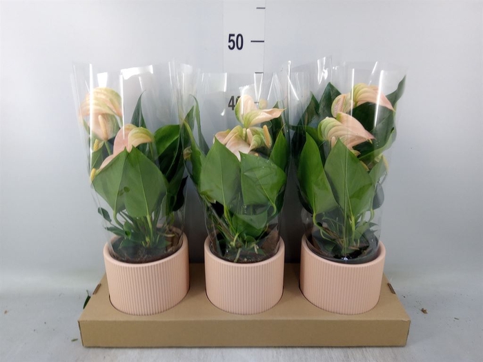 <h4>Anthurium andr. 'Joli Peach'</h4>