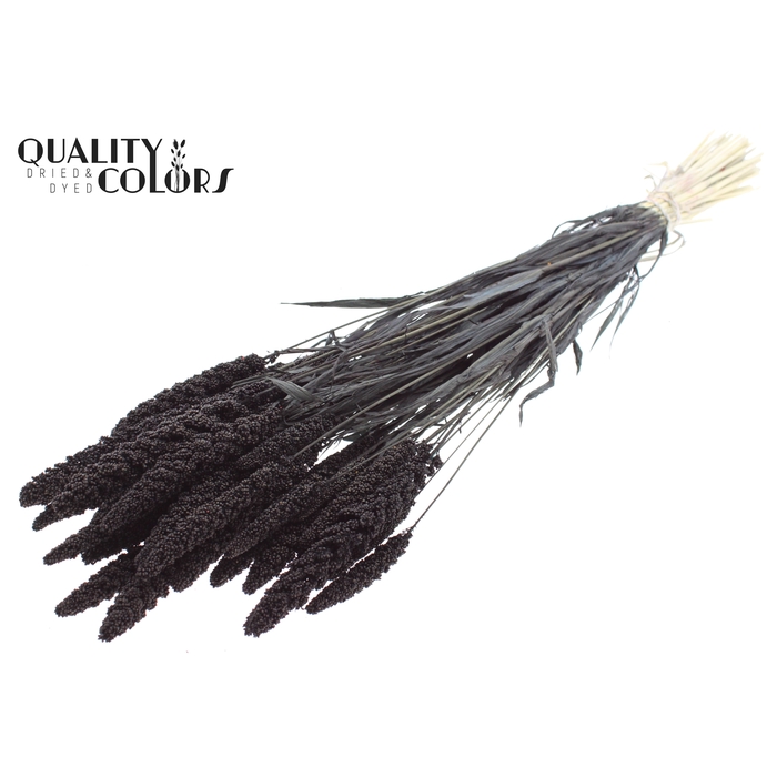 <h4>Gierst per bunch Intense Black</h4>