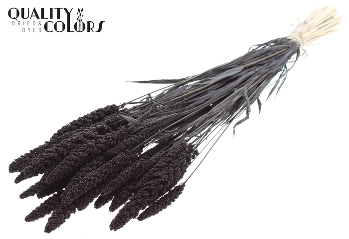 Gierst per bunch Intense Black