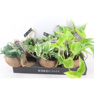 arr3 Kokoplant - Scindapsus mix