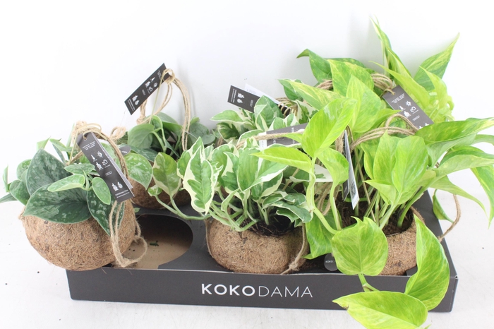 <h4>arr3 Kokoplant - Scindapsus mix</h4>