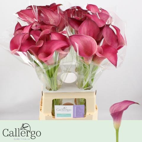 <h4>ZANT PINK JEWEL</h4>