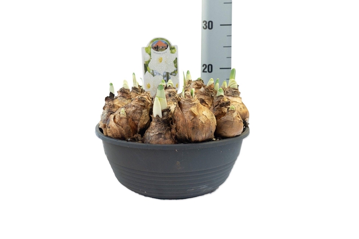 <h4>Narcissus Genève</h4>