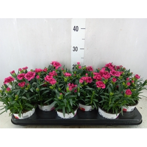 Dianthus  'Oscar Purple Wings'