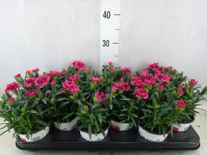 <h4>Dianthus  'Oscar Purple Wings'</h4>