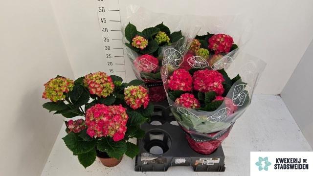 <h4>HYDR M GRUMPY</h4>