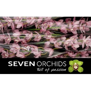 CYMB T PINK BRILJANT