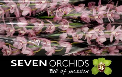 <h4>CYMB T PINK BRILJANT</h4>