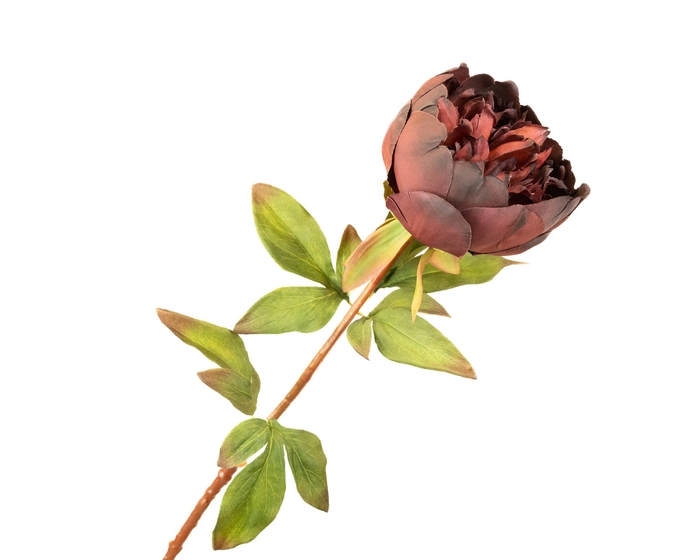 <h4>Paeonia Bordeaux</h4>
