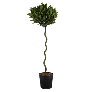 Laurus nobilis Spiraal stam