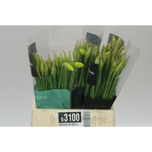 Narcissus Du Dick Wilden