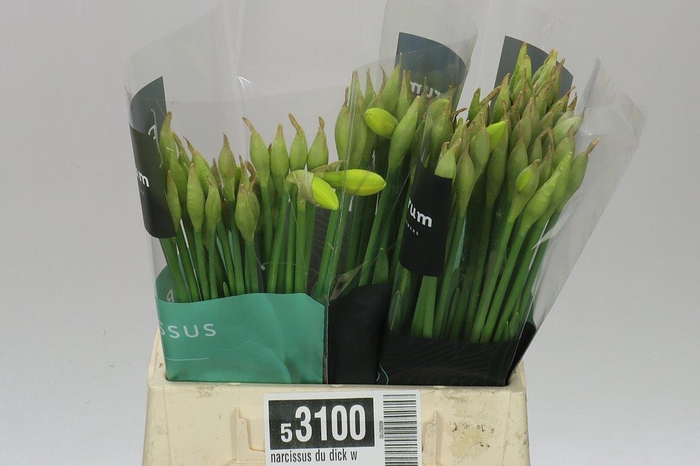 <h4>Narcissus Du Dick Wilden</h4>