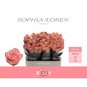 R GR SOPHIA LOREN