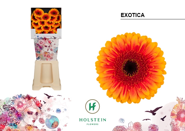 <h4>GE MI Exotica diamond x80</h4>