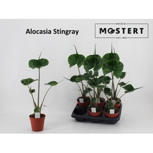 ALOC MACROR STINGRAY