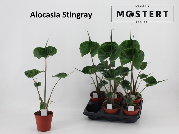 <h4>ALOC MACROR STINGRAY</h4>