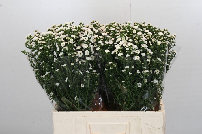 <h4>Aster Baby White</h4>