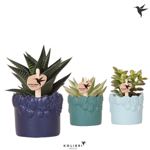 Kolibri Greens Succulenten mix in Fruity pot blue mix