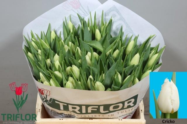 <h4>TU FR CRICKO</h4>