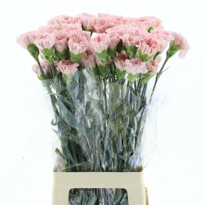 <h4>Di St Col Sarah</h4>