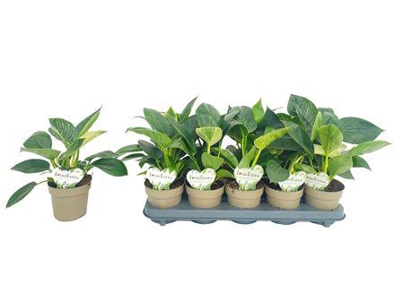 <h4>Philodendron White Wave</h4>