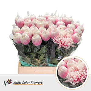 CHR G ANTO SOFT PINK