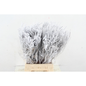 Vaccinium (bosbes) Snow per bunch