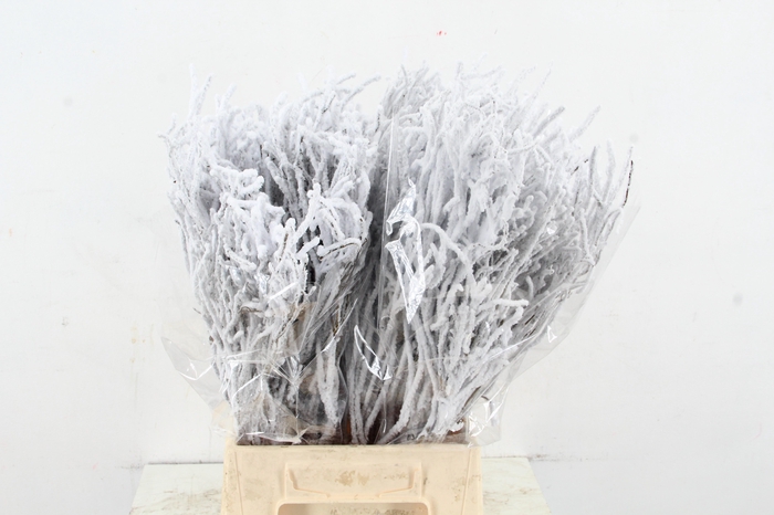 <h4>Vaccinium (bosbes) Snow per bunch</h4>