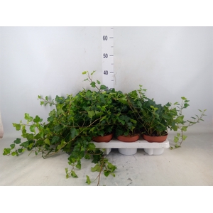 Hedera helix 'Wonder'