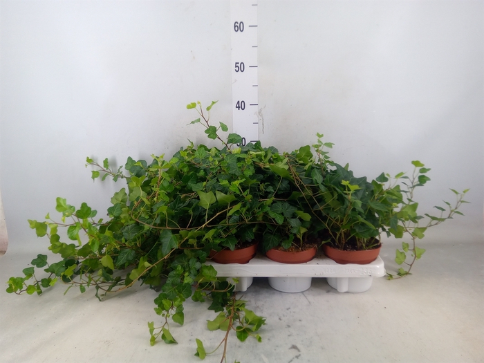 <h4>Hedera helix 'Wonder'</h4>
